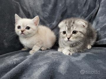 Ultimi due cuccioli scottish