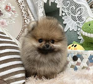 Cuccioli di spitz pomerania maschi e femmine