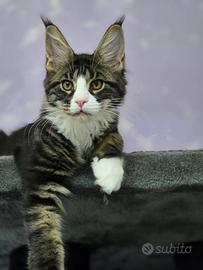 Femmina maine coon briwn tabby con bianco