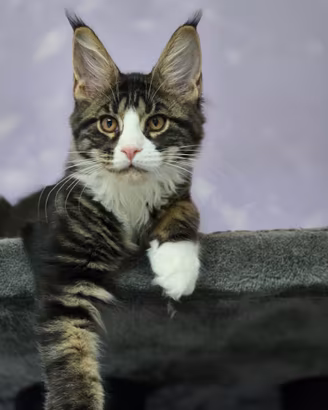 Femmina maine coon briwn tabby con bianco