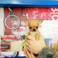 Gyy chihuahua mini Toy con pedigree