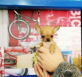 Gyy chihuahua mini Toy con pedigree