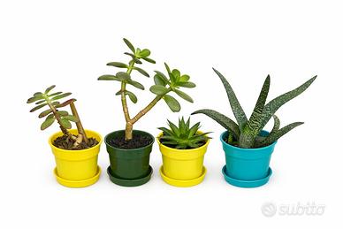 Lotto 4 Piantine succulente