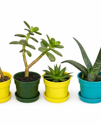 Lotto 4 Piantine succulente