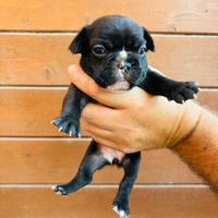 Bulldog francese