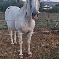 Cavallo appaloosa castrone