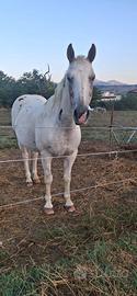 Cavallo appaloosa castrone