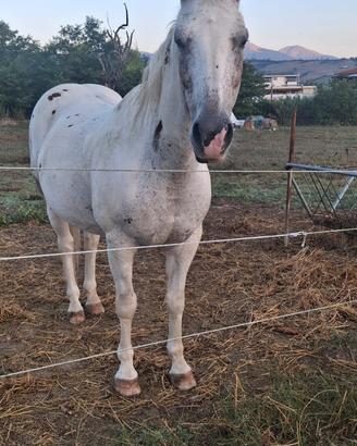 Cavallo appaloosa castrone