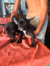 Vendita ultimi due bulldog francesi