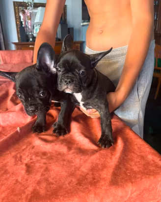 Vendita ultimi due bulldog francesi