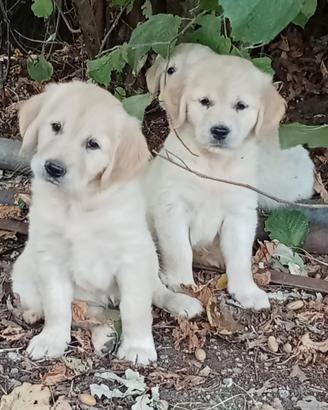 Golden retriever
