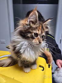Cucciolo di Maine Coon