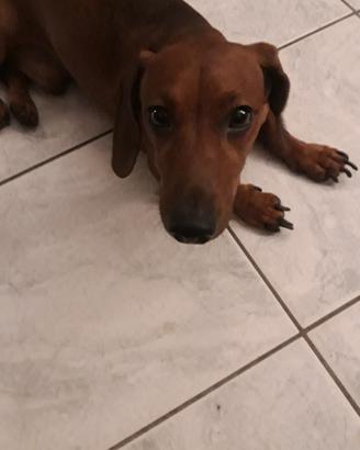bassotto per monta 