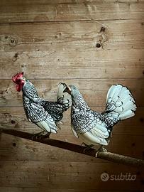 coppia galline ornamentali Sebright 