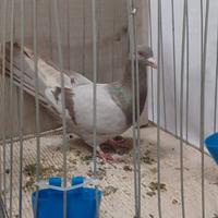 Ucolombi ornamentali ccelli