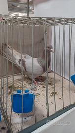 Ucolombi ornamentali ccelli