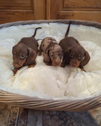 Bassotto cioccolato cuccioli
