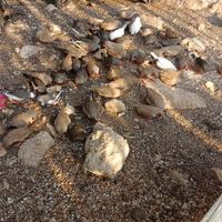 Diamantini mandarini