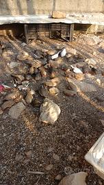 Diamantini mandarini