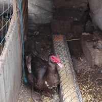 Anatre mute cioccolato