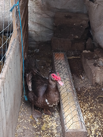 Anatre mute cioccolato