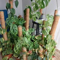 Monstera, Philodendron e Photos