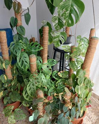 Monstera, Philodendron e Photos