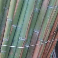canne di bambù 