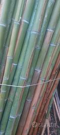 canne di bambù 