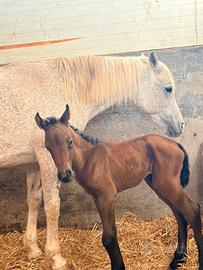Puledra quarab e cavalla araba orientale
