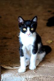  Gattini  