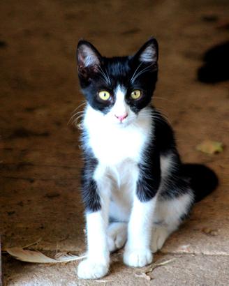  Gattini  
