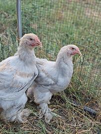 Galli brahma colore Isabella