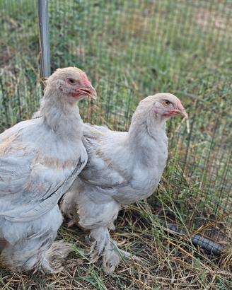 Galli brahma colore Isabella