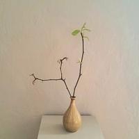 Vaso cinese color ambra