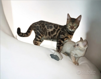 Dolcissima gattina Bengala