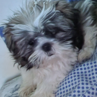 Cagnolina shitzu. 4 mesi