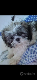 Cagnolina shitzu. 4 mesi