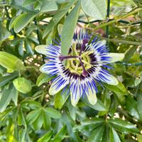 Passiflora  caerulea piante