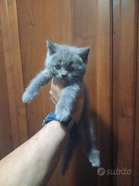 Cuccioli di gattini scottish straight e fold