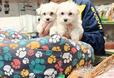 Cuccioli di maltese mini
