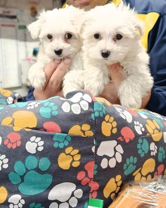Cuccioli di maltese mini