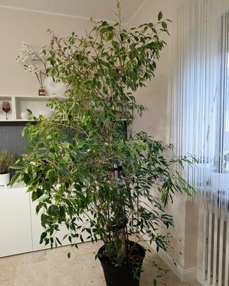 Ficus Benjamin, euro 60