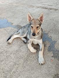 Disponibili 4 cuccioli Cane Lupo Cecoslovacco ENCI