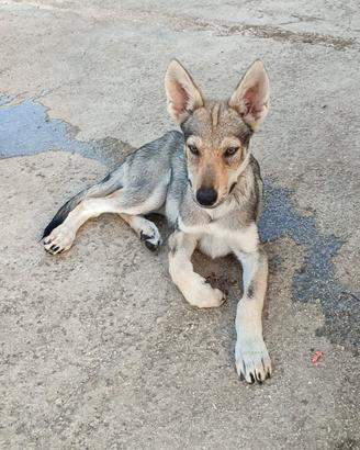 Disponibili 4 cuccioli Cane Lupo Cecoslovacco ENCI