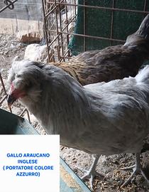 Araucana