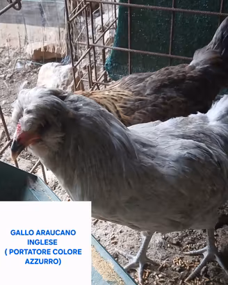 Araucana