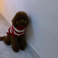 Barboncino Toy red maschio per monta