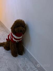 Barboncino Toy red maschio per monta