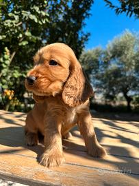 Cuccioli Cocker Spaniel Inglese